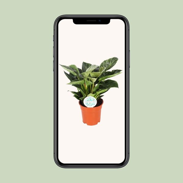 Philodendron Birkin ↨30cm-ø17cm - Afbeelding 4
