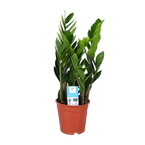 Zamioculcas Zamiifolia ↨60cm-ø17cm