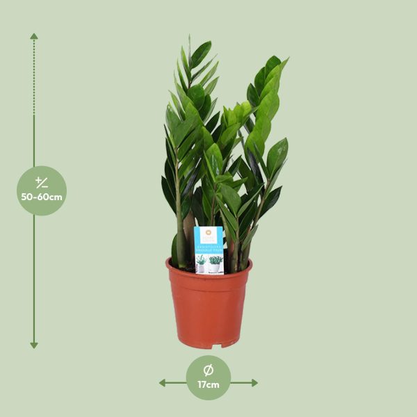 Zamioculcas Zamiifolia ↨60cm-ø17cm - Afbeelding 2