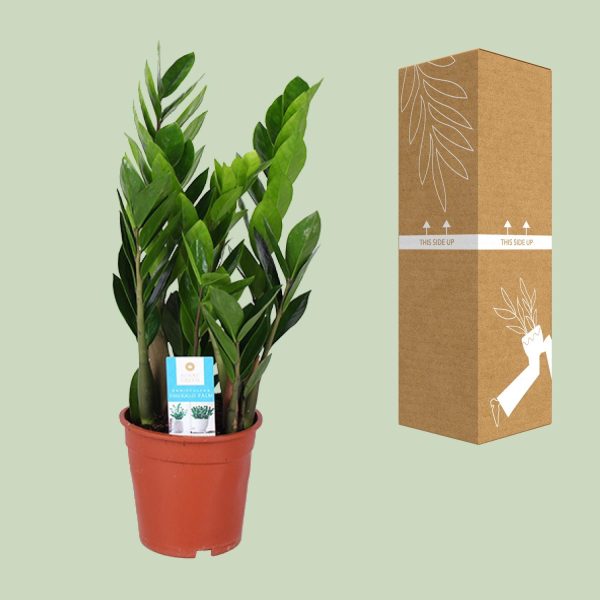 Zamioculcas Zamiifolia ↨60cm-ø17cm - Afbeelding 3
