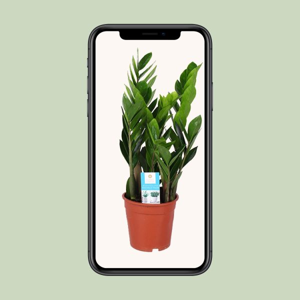 Zamioculcas Zamiifolia ↨60cm-ø17cm - Afbeelding 4