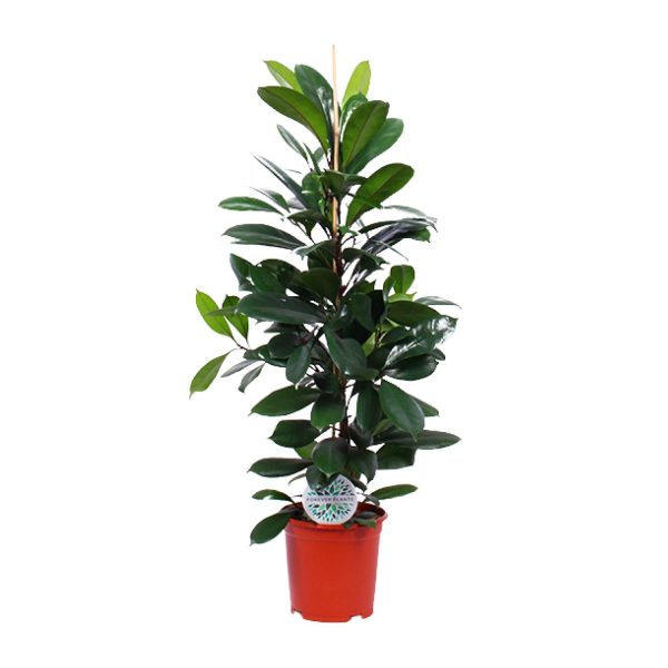 Ficus Cyathistipula ↨105cm-ø21cm