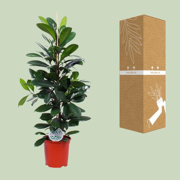 Ficus Cyathistipula ↨105cm-ø21cm - Afbeelding 3
