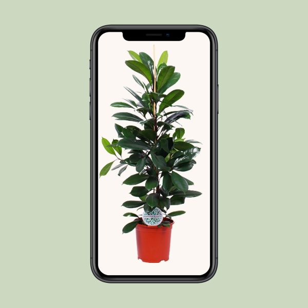 Ficus Cyathistipula ↨105cm-ø21cm - Afbeelding 4