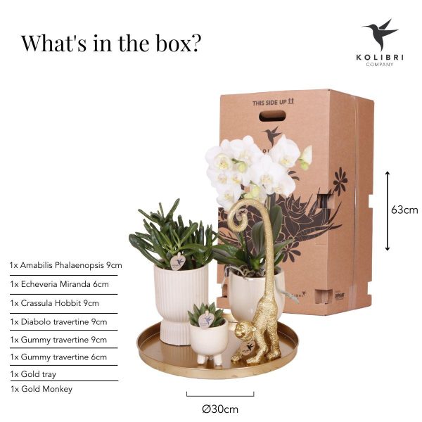 Witte Phalaenopsis orchidee & succulenten ↨45cm-ø12cm - Afbeelding 13