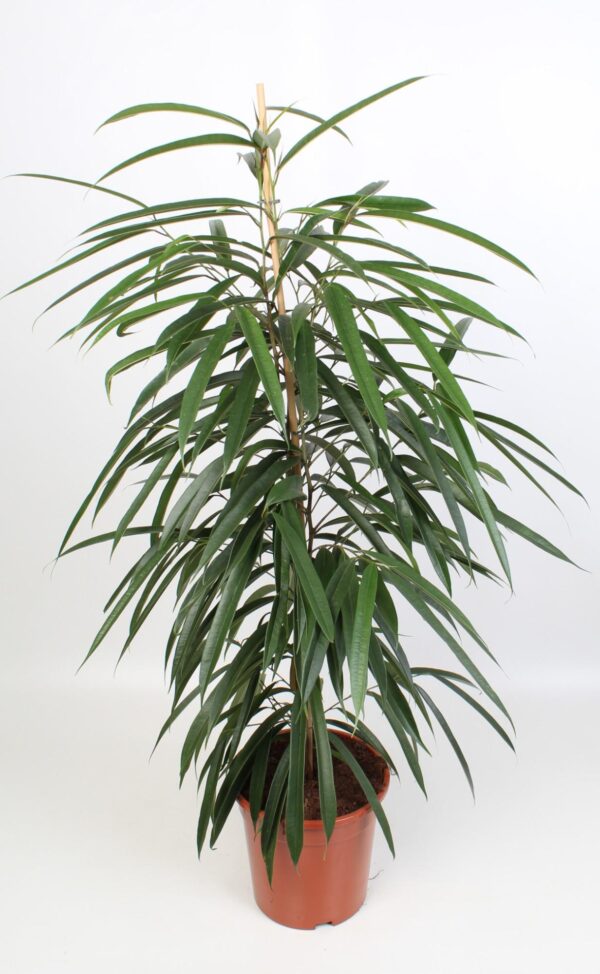 Ficus Binnendijkii Alii ↨100cm-ø21cm