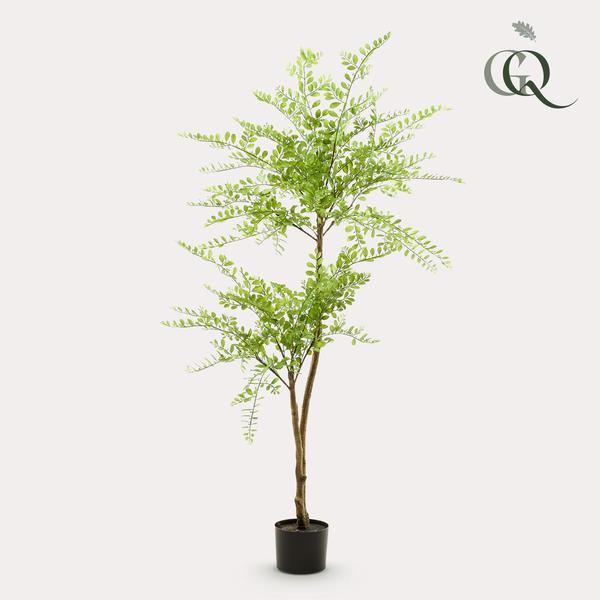 Sierlijke Robinia pseudoacacia honingdoorn in pot met frisgroene blaadjes