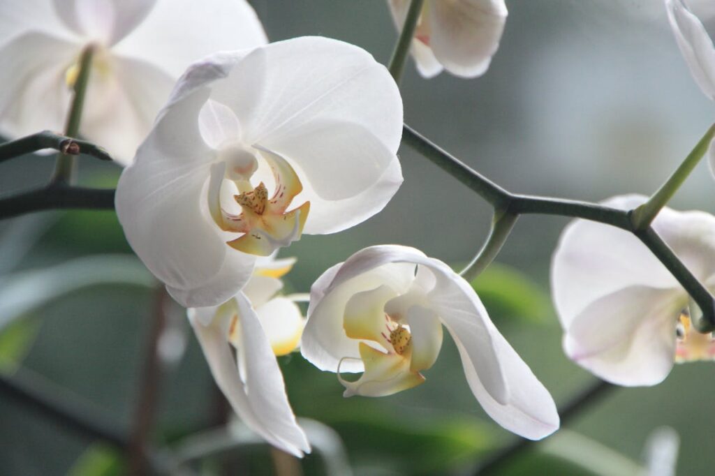 Elegante witte Phalaenopsis orchidee met zachte bloemblaadjes in volle bloei