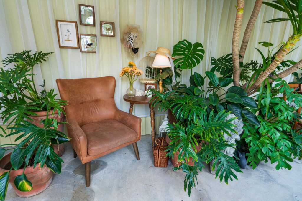 Groene Philodendron selloum met gelobde bladeren naast bruine leren fauteuil