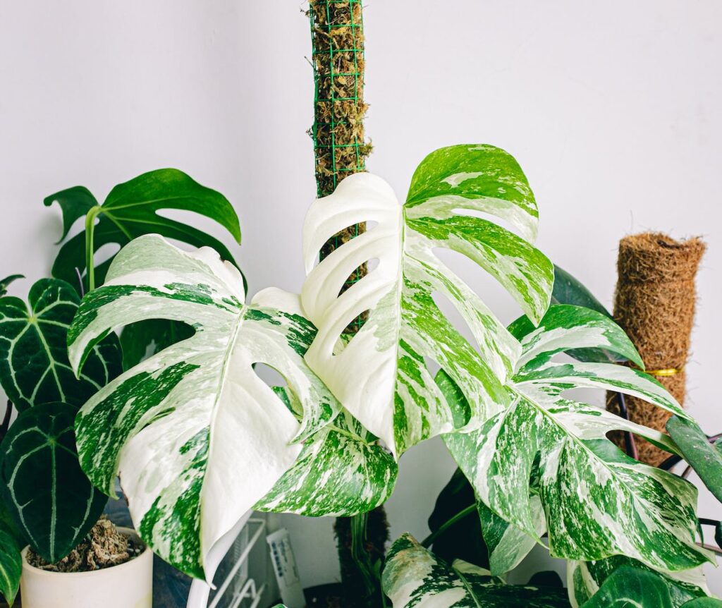 Witte en groene Monstera albo variegata met grillige bladinsnijdingen