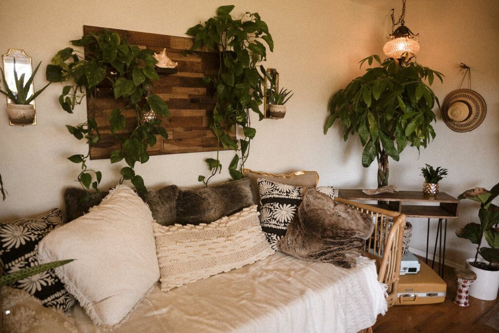 Pachira aquatica (geldboom) met gevlochten stam en hangende Epipremnum aureum