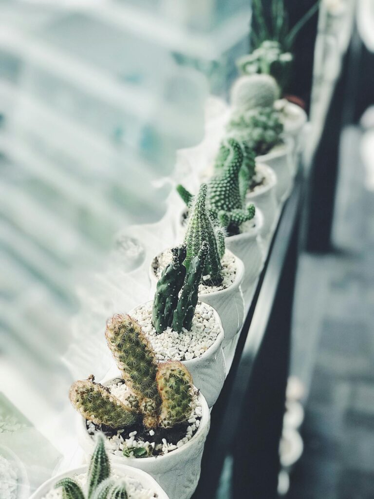 Rij witte potten met Mammillaria elongata en andere kleine cactussen