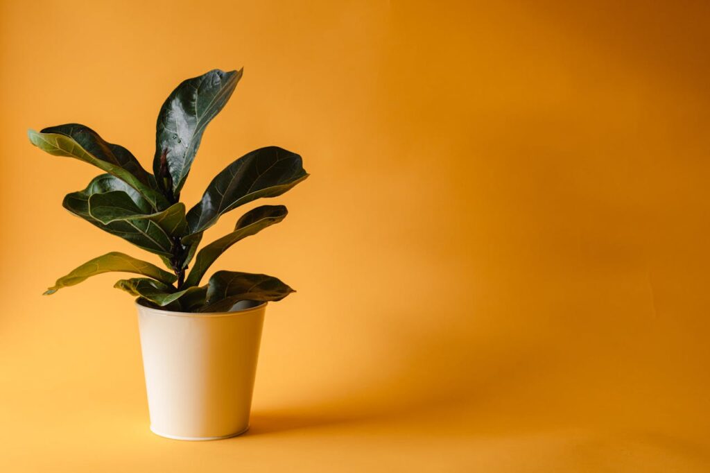 Ficus lyrata (vioolbladplant) in witte pot