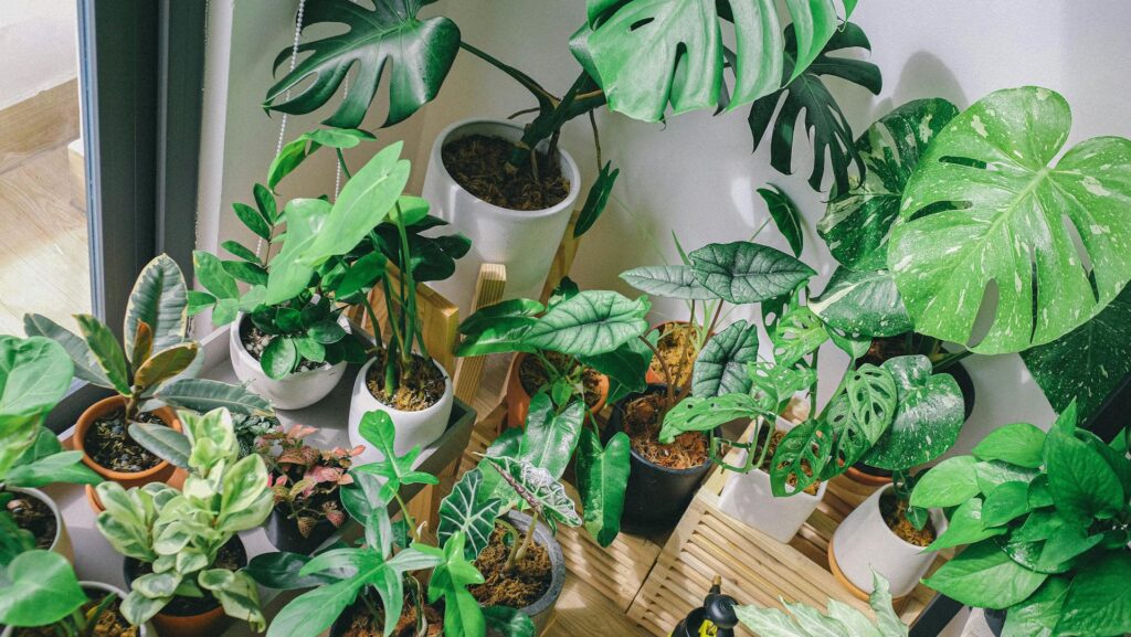 Groene jungle collectie van Monstera deliciosa, Alocasia en Fittonia in sierpotten