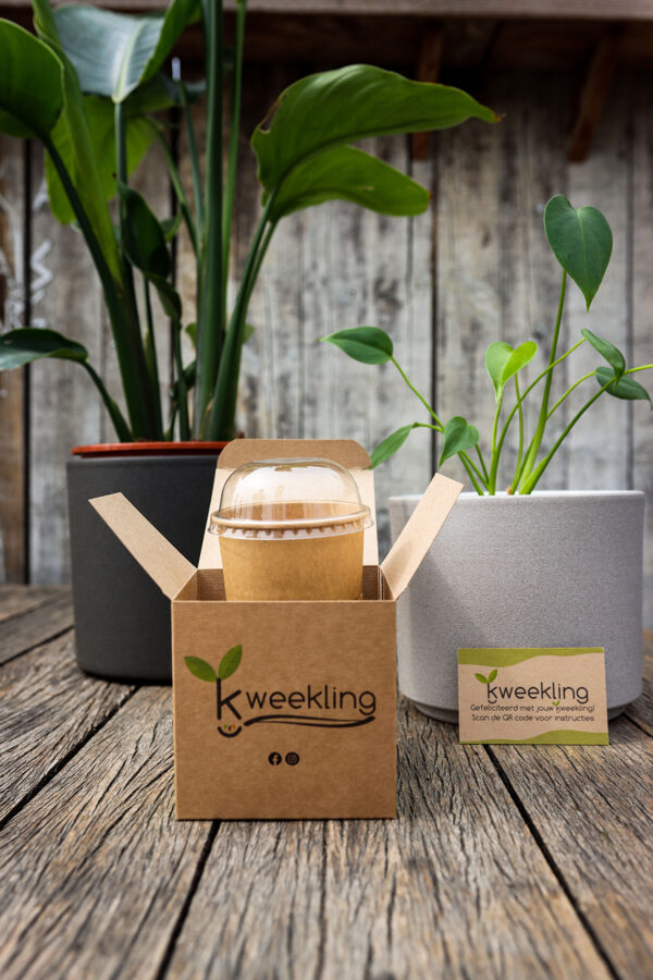 Kweekling kweekset met hartvormige Philodendron en Spathiphyllum in pot
