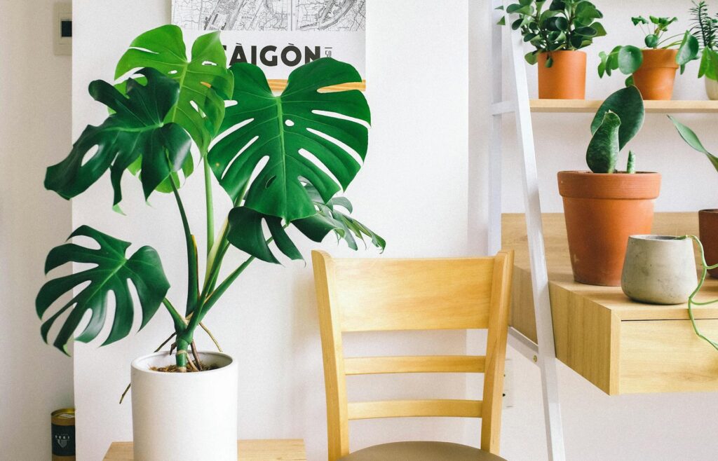 Weelderige Monstera deliciosa in witte pot met karakteristieke bladslitsen