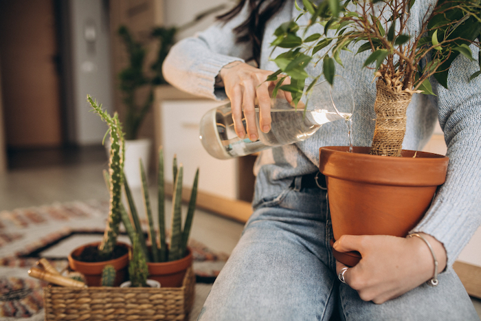 Ficus microcarpa bonsaipalm in terracotta pot wordt besproeid met water