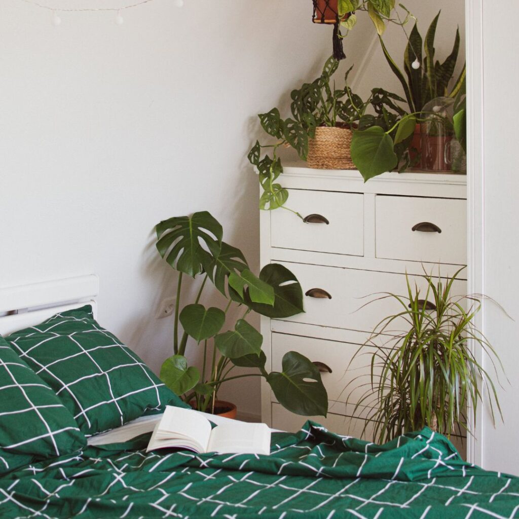 Monstera deliciosa met glanzende, geperforeerde bladeren in pot