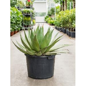 Agave montana billings kamerplant