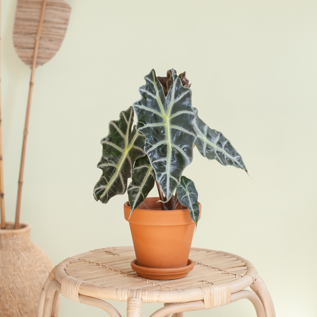 Alocasia Amazonica Polly - Skeletplant - P12