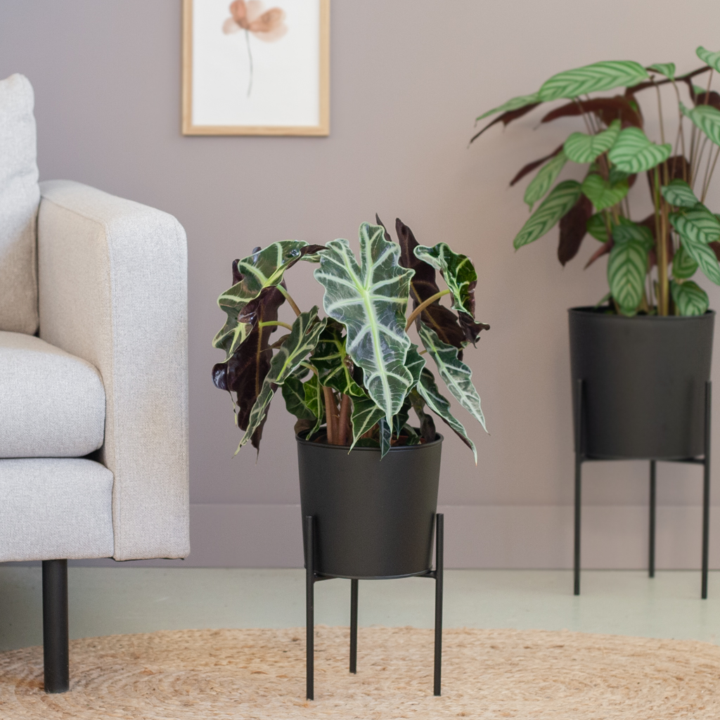 Alocasia Amazonica Polly - Skeletplant - P17