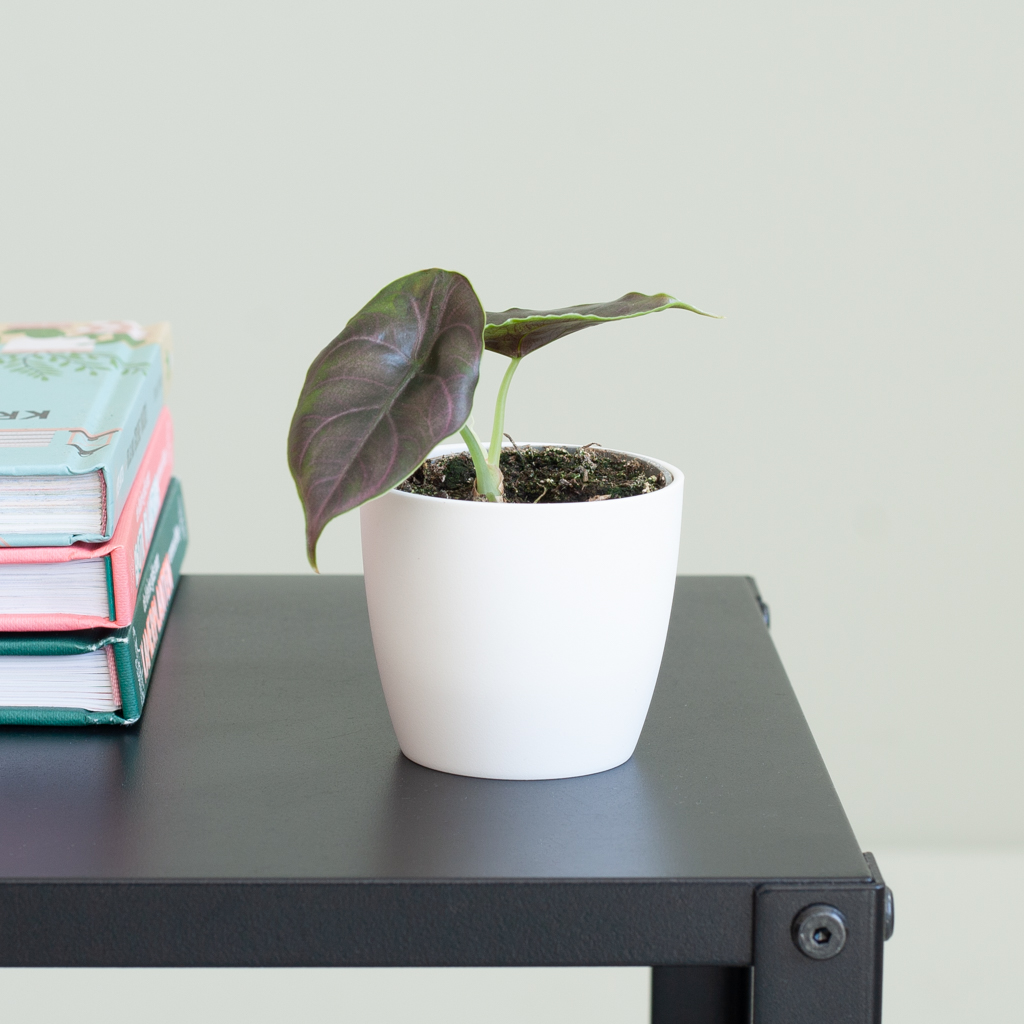 Alocasia Azlanii - P6