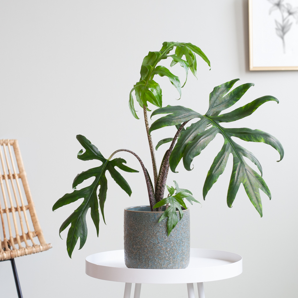 Alocasia Branchifolia Pink Passion - P15