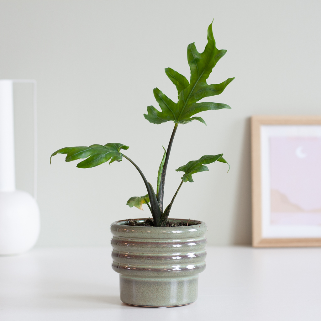 Alocasia Brancifolia Pink Passion (mini) - P6