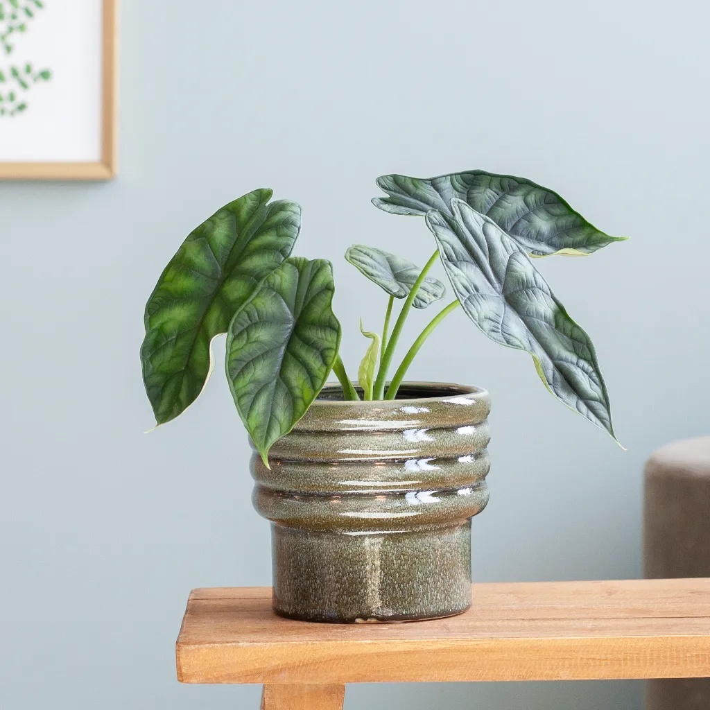 Alocasia Dragon Scale - P12