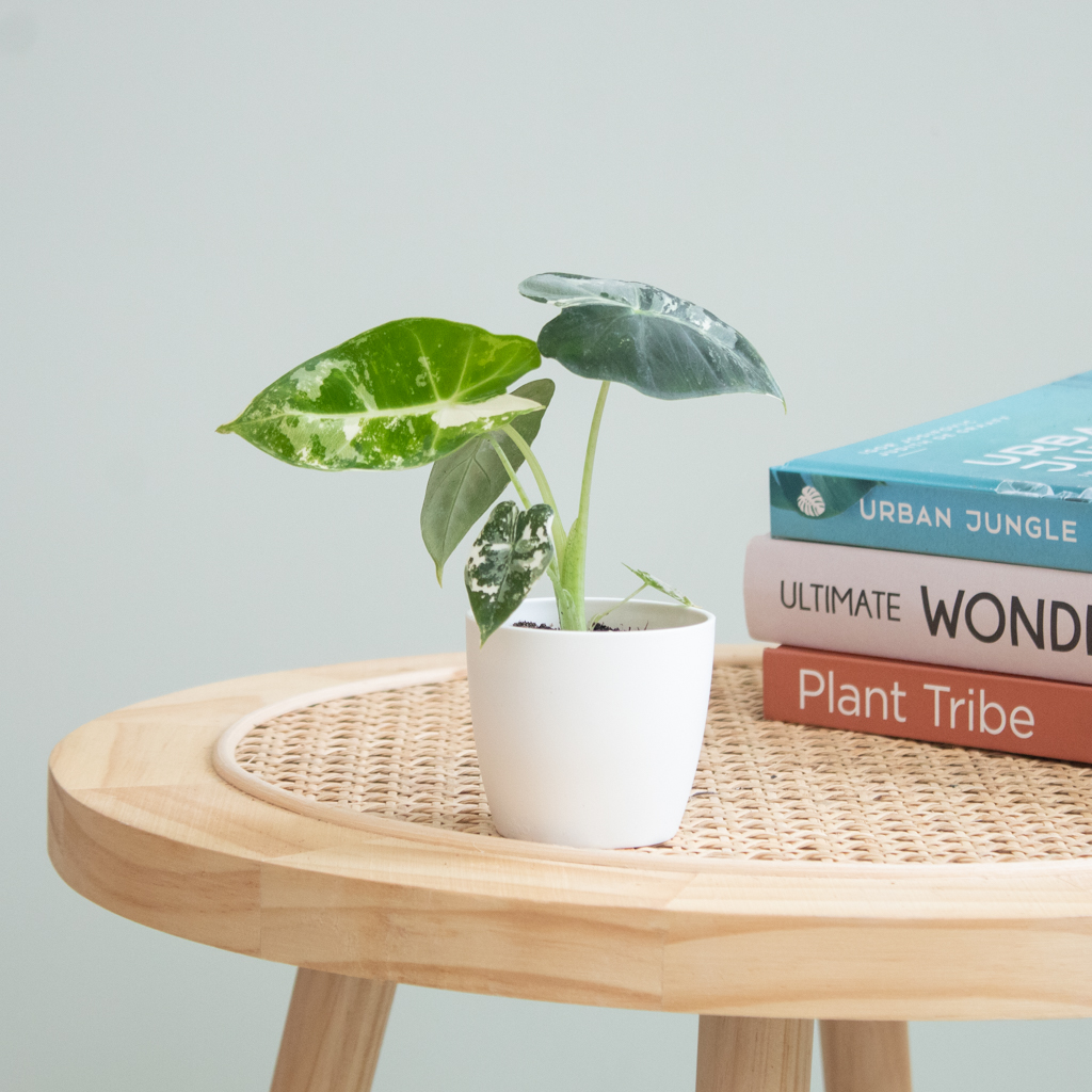 Alocasia Frydek Variegata (mini) - P6