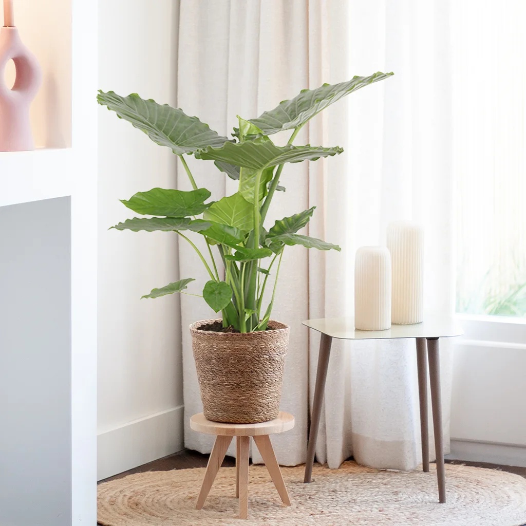 Alocasia Gageana - Olifantsoor - P21