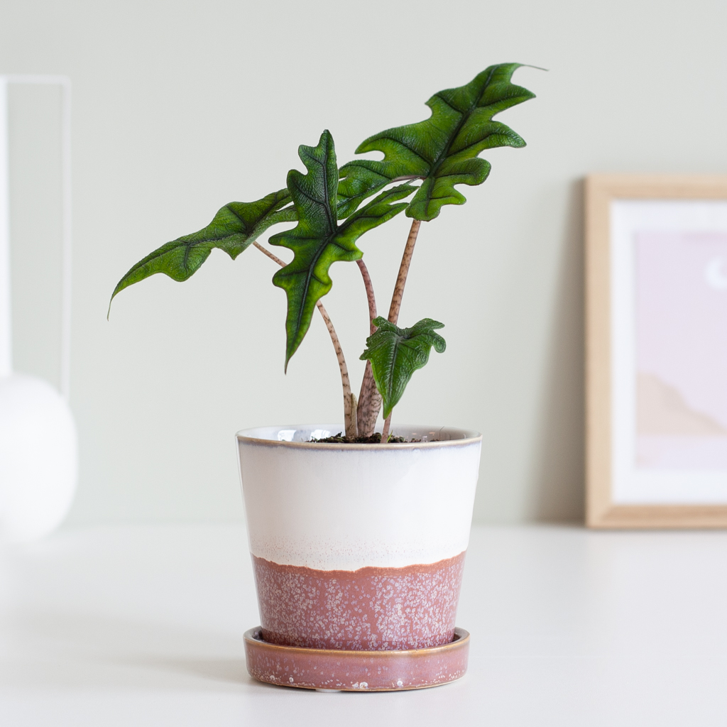 Alocasia Jacklyn (mini) - P6