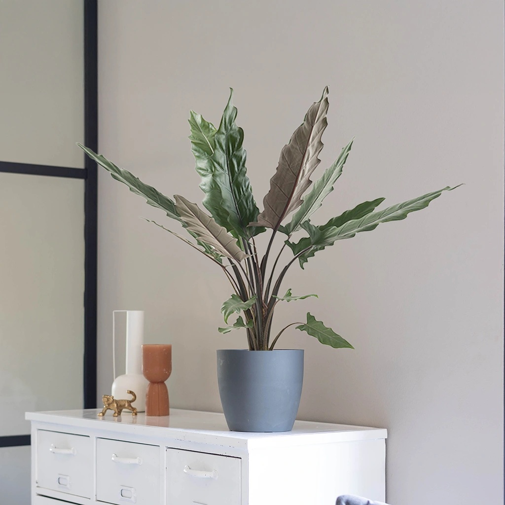 Alocasia Lauterbachiana - P19