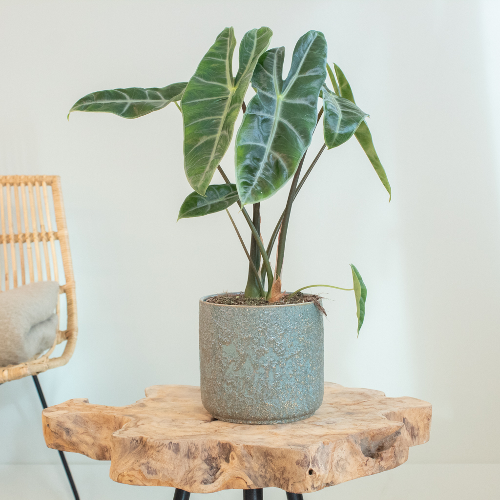 Alocasia Longiloba - P15