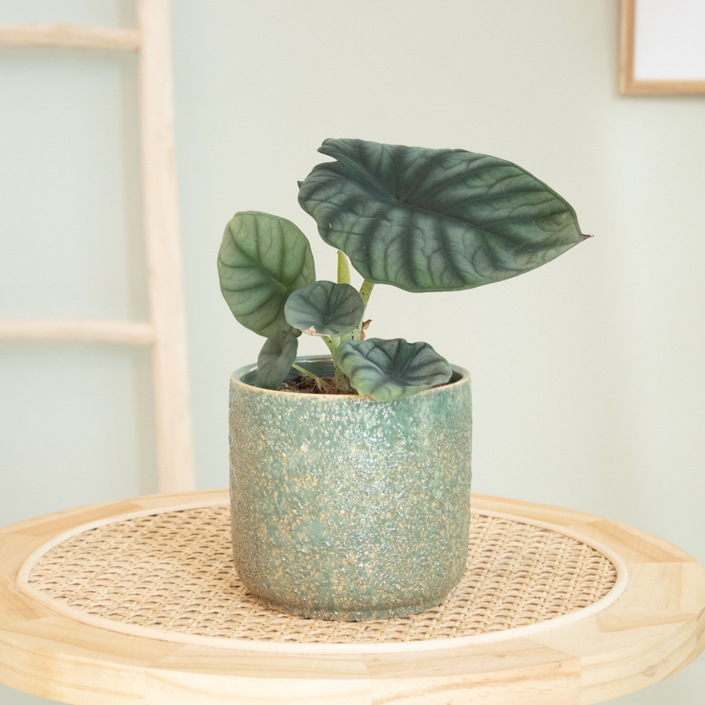 Alocasia Nebula - P12