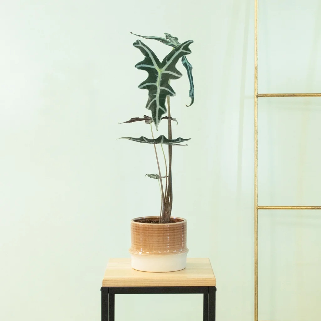 Alocasia Nobilis - P11