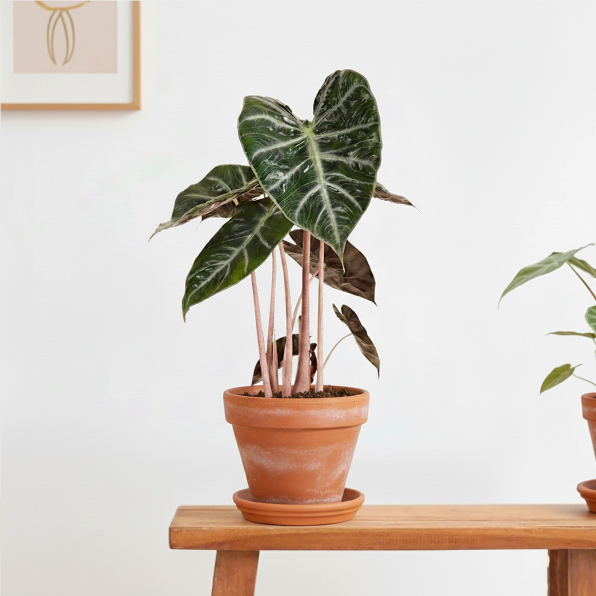 Alocasia Pink Dragon - Olifantsoor - P17