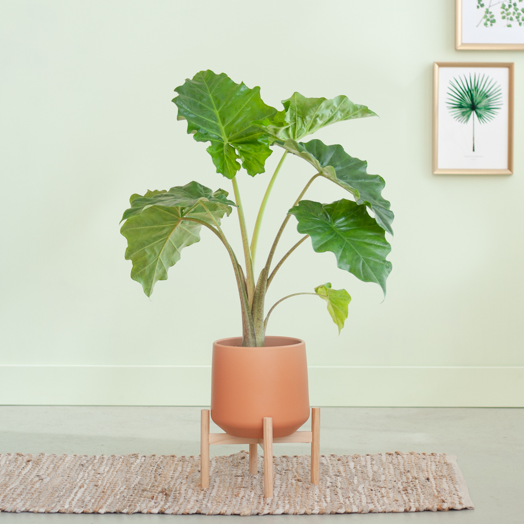 Alocasia Portadora - P21