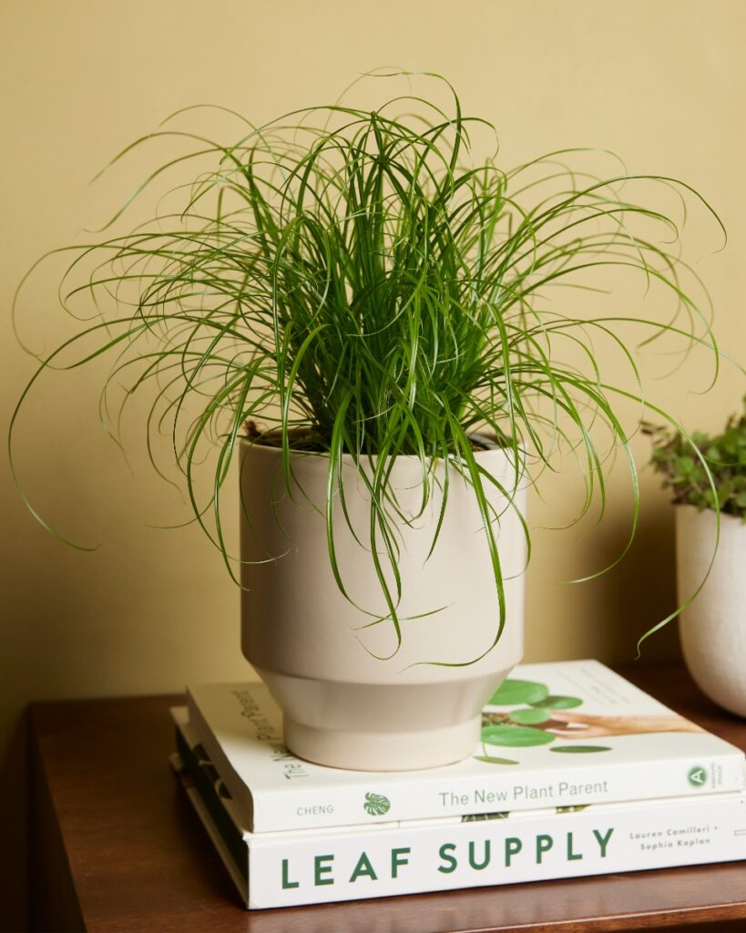 Alternifolius Zumula