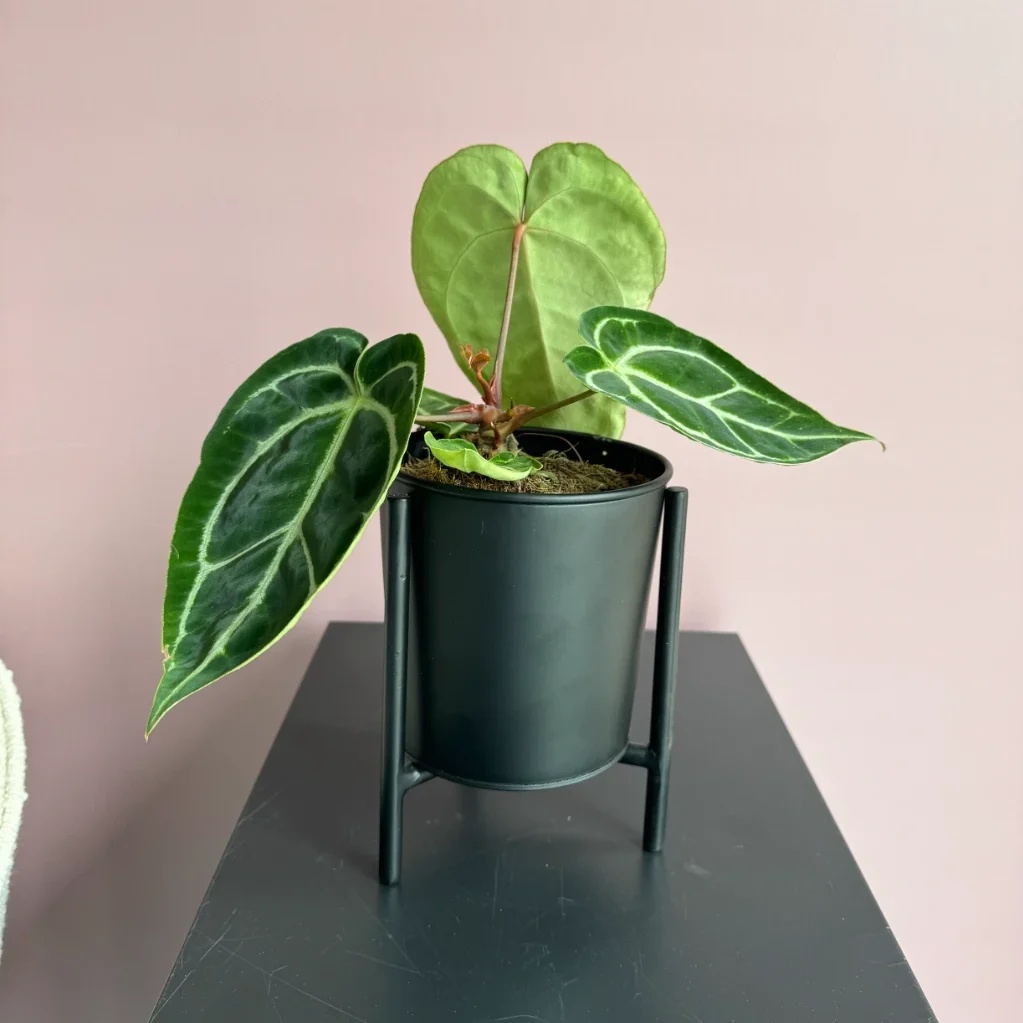 Anthurium Crystallinum - P13