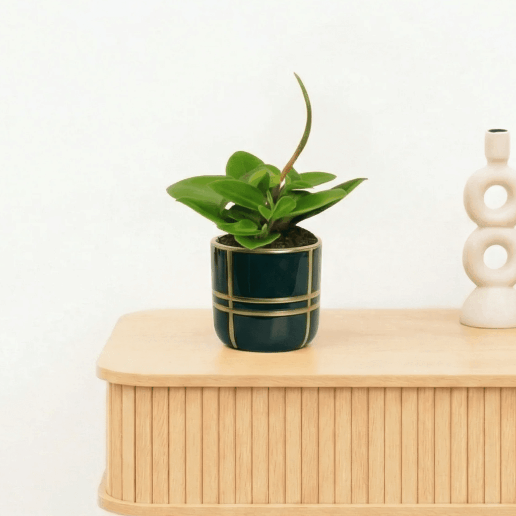 Bambino Peperomia Pixie - 10cm