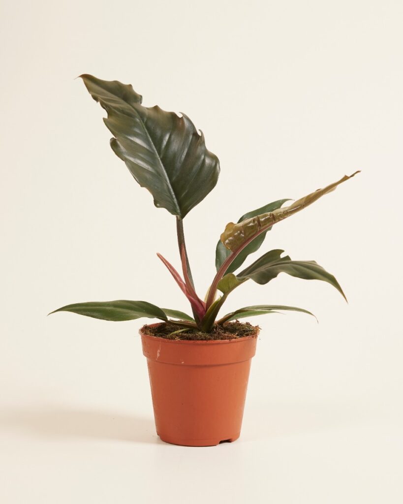 Bipinnatifidum Choco Empress