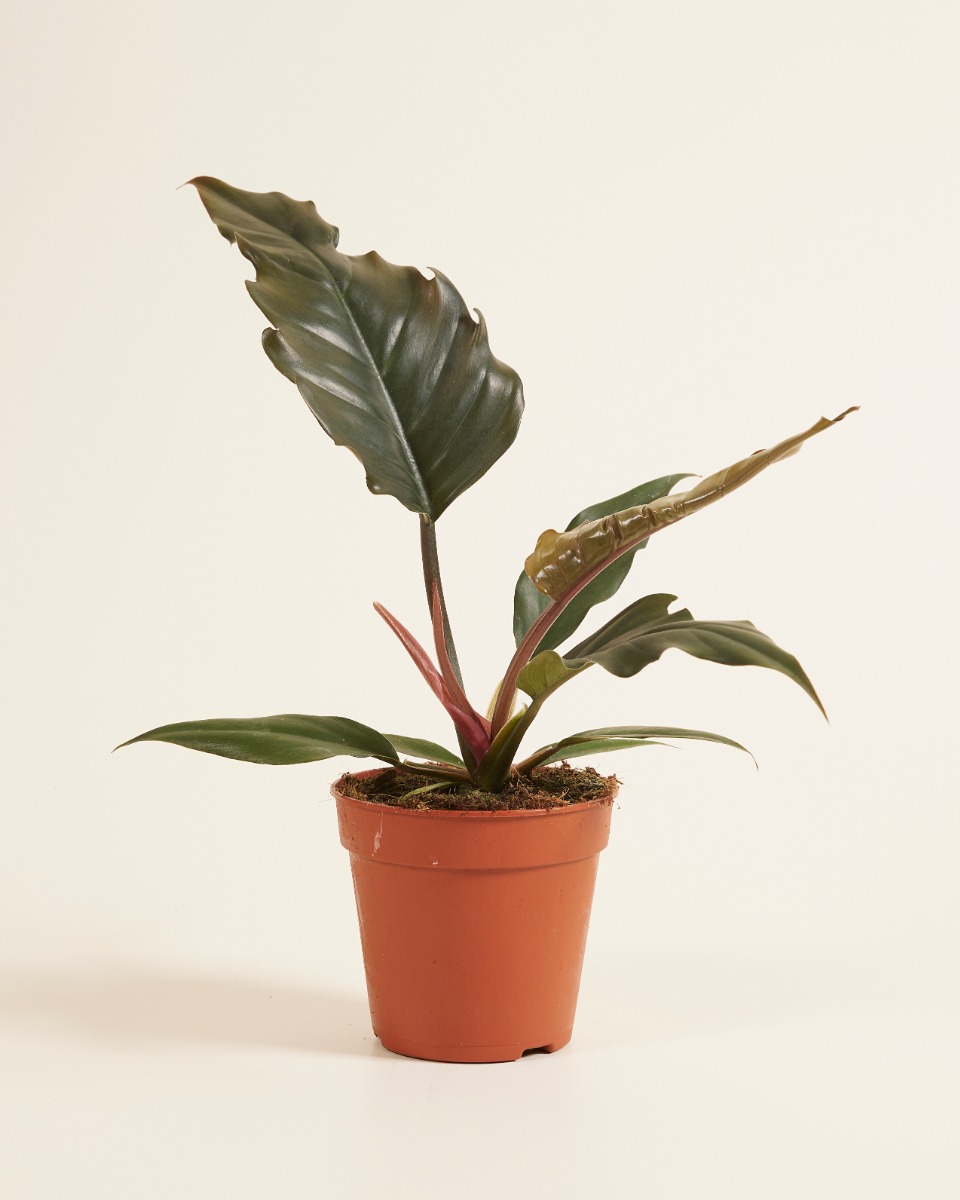 Bipinnatifidum Choco Empress