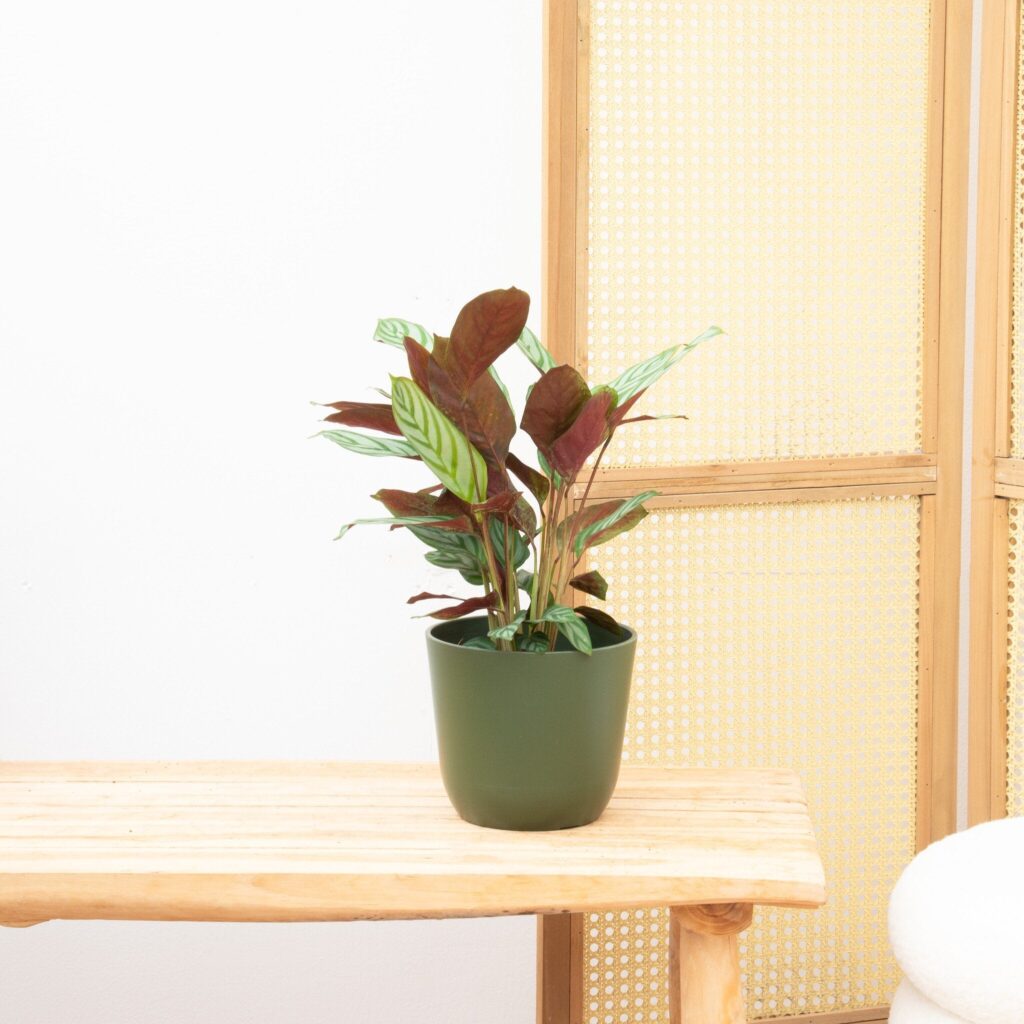 Calathea Compactstar - 70cm