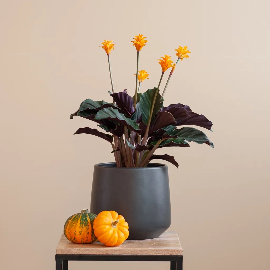 Calathea Crocata - Eeuwige Vlam - P14