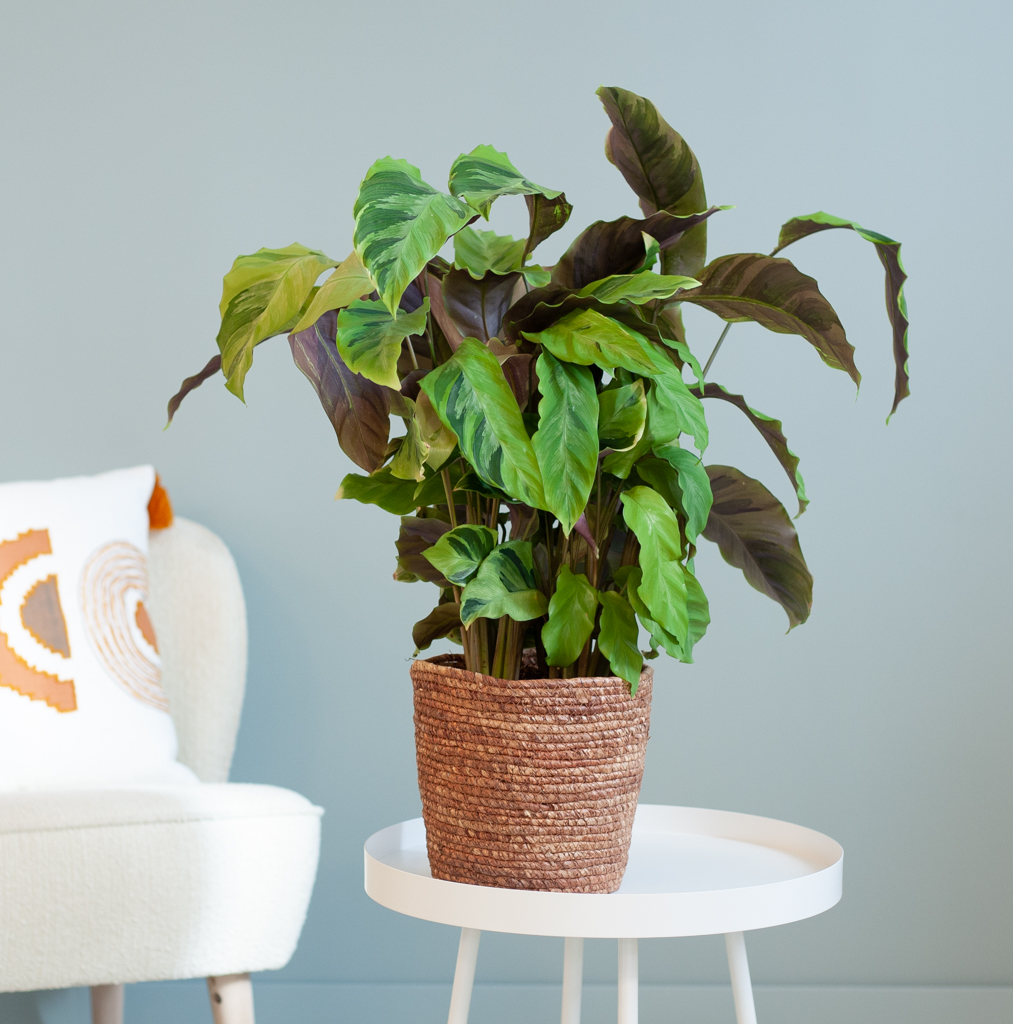 Calathea Yellow Fusion - P12