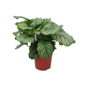 Calathea orbifolia kamerplant