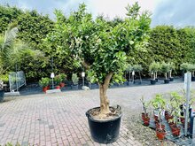 Citrusboom - Sinaasappelboom XXL