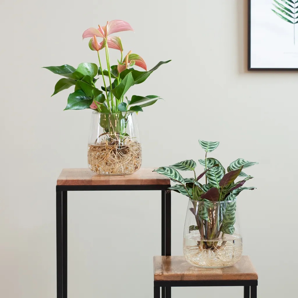 Ctenanthe Burle Marxii en Anthurium met Modena Vaas - Duo DIY
