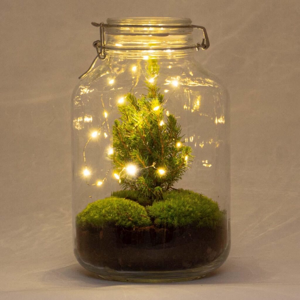 DIY terrarium - Jar Christmas -↕ 28 cm